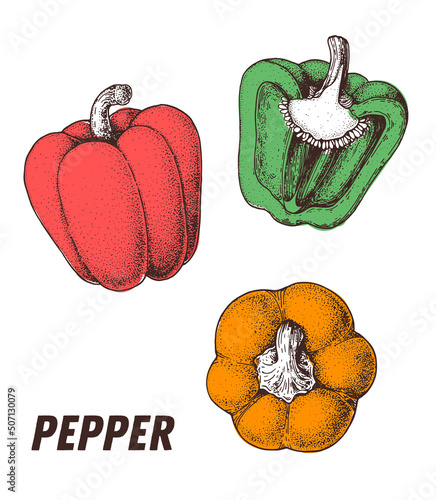 Pepper sketch. Hand drawn vector illustration. Engraved image. Pepper vegetable hand drawn sketch.