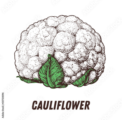 Cauliflower sketch. Hand drawn vector illustration. Engraved image. Cauliflower vegetable hand drawn sketch.