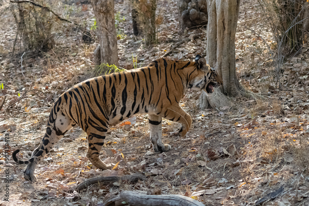 A wild tiger standing in the forest in India, Madhya Pradesh, close portrait
A wild tiger standing in the forest in India, Madhya Pradesh, close portrait