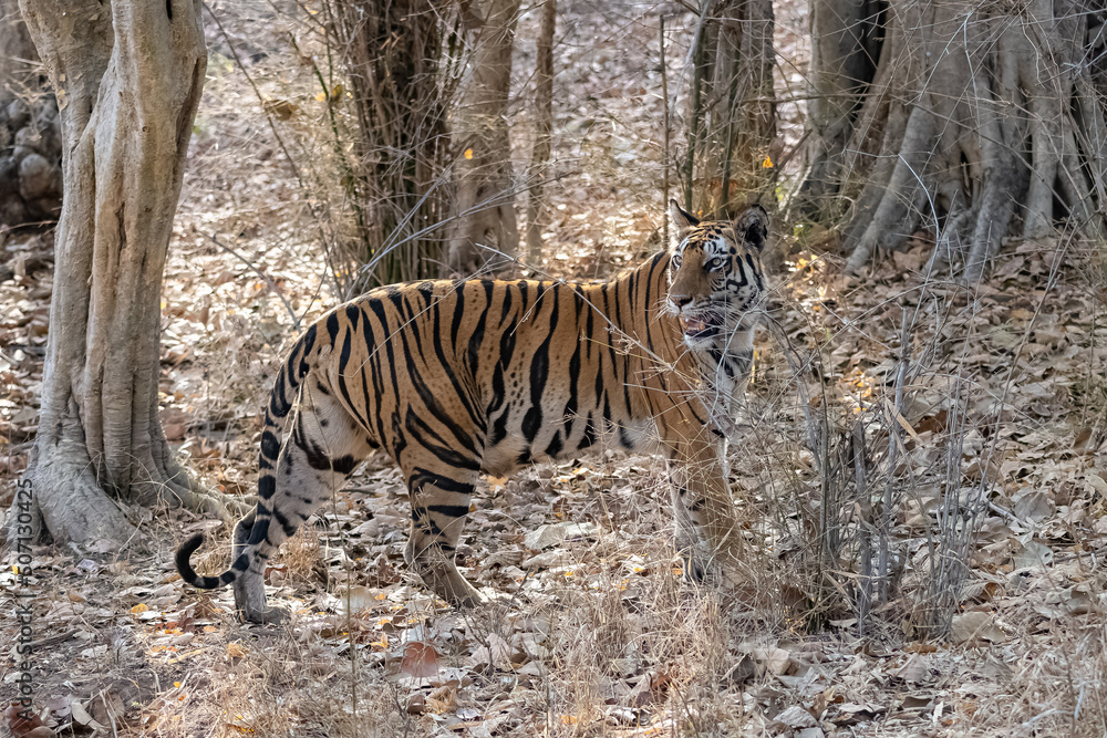 A wild tiger standing in the forest in India, Madhya Pradesh, close portrait
A wild tiger standing in the forest in India, Madhya Pradesh, close portrait
