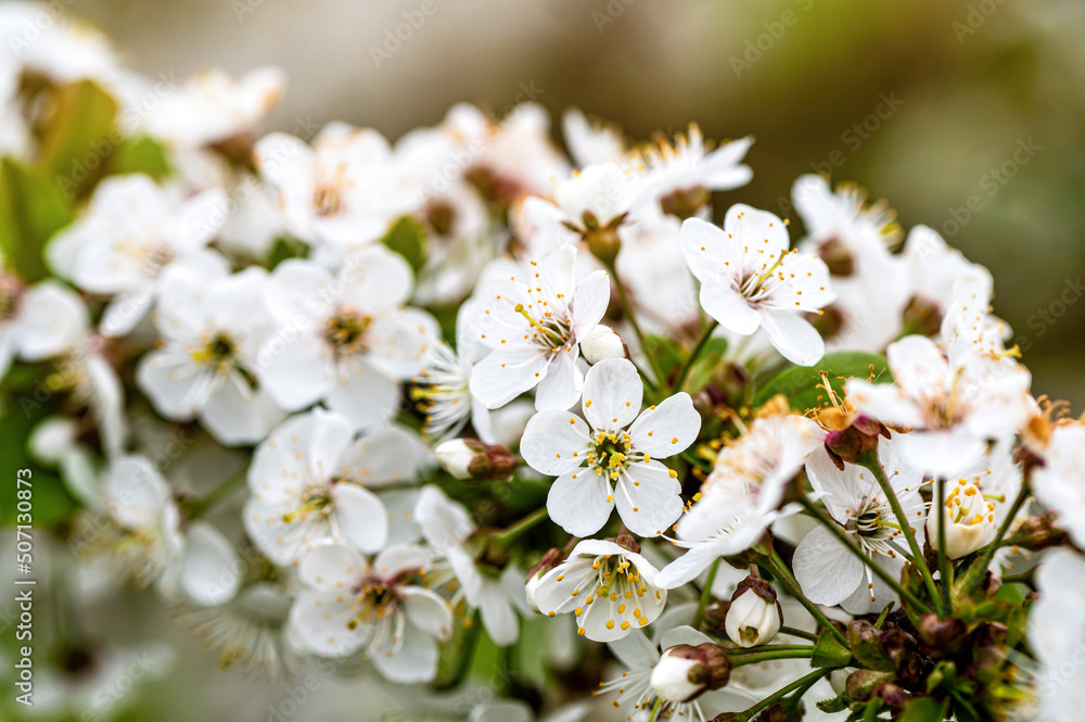 cherry blossom in the garden, white flowers bloom in the trees, soft focus, closeup cherry blossom in the garden, white flowers bloom in the trees, soft focus, closeup