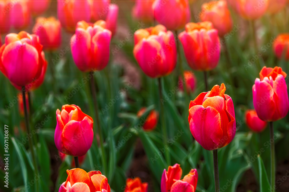 Close up of red tulips flowers with green leaves in the park outdoor, soft focus, bokeh