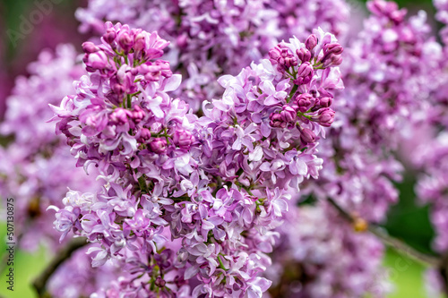 branch with lilac spring flowers, bright blooms of spring lilacs bush, soft focus, closeup