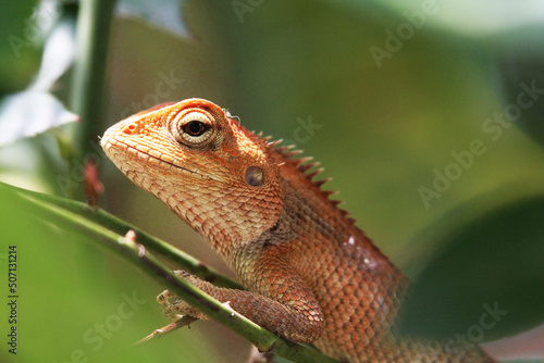 lizard on a branch