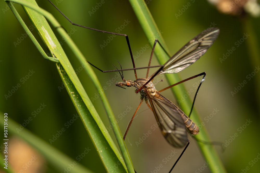 beautiful insect in spring on leaf in the grass beautiful insect in spring on leaf in the grass