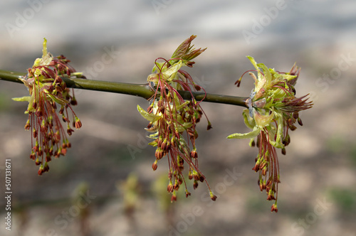 Close-up maple ash-leaved in iearly spring. Young leaves of the ash-leaved maple tree on  blurry background in spring. The awakening of nature. Selective focus