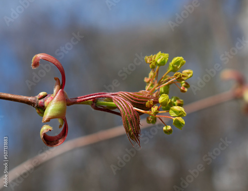 Close-up flowers and young leaves of the maple tree in early spring. The awakening of nature. Selective focus. Blurry background.