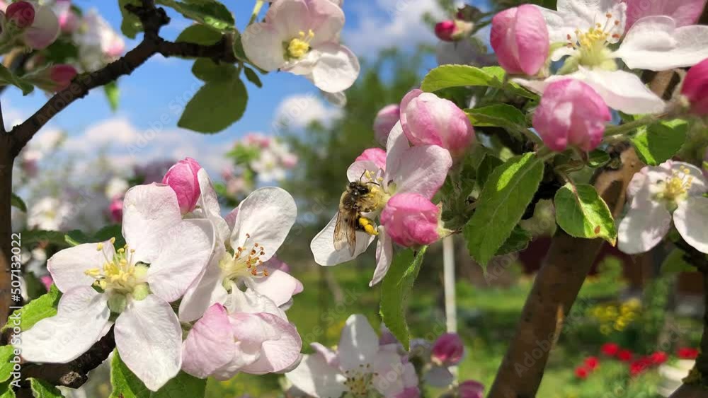 a bee pollinates an apple tree in a spring garden a bee pollinates an apple tree in a spring garden
