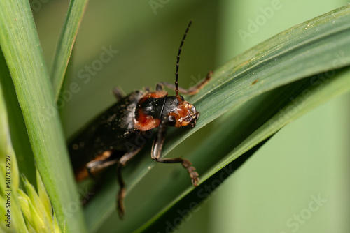 beautiful insect in spring on leaf in the grass