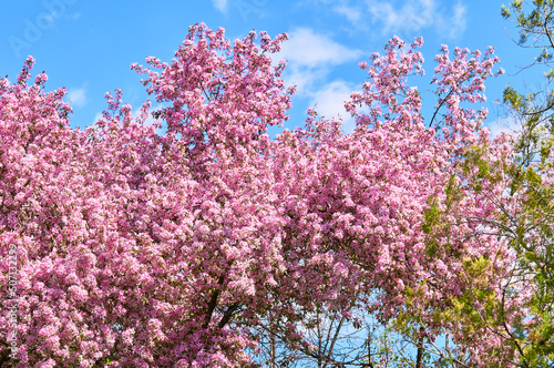 Blooming apple tree in the botanical garden. Pink flowers on tree branches. Walks in the open air. Spend time with family. Leisure. Natural landscape in May.