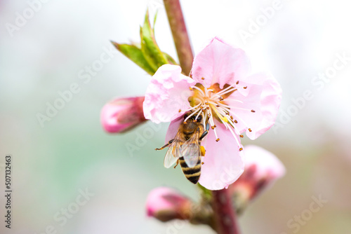 Spring. A honey bee sat on a pink apple flower on a branch, pollinates the blossoms and collects nectar