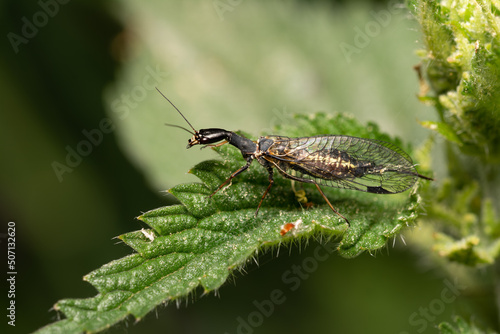 Wallpaper Mural beautiful insect in spring on leaf in the grass Torontodigital.ca