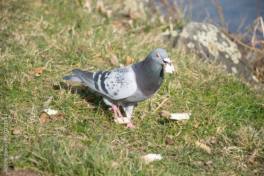 pigeon on the grass pigeon on the grass