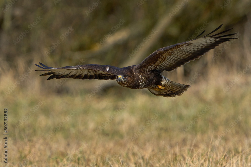 Fototapeta premium Common buzzard (Buteo buteo)