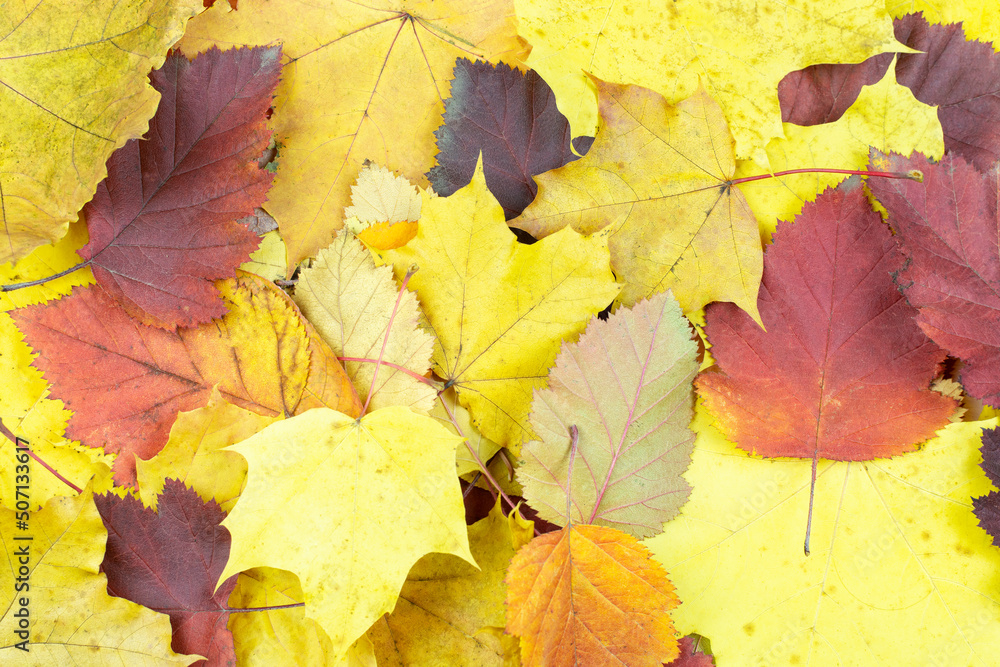 Autumn background. Bright yellow, red, orange, maroon leaves close-up. Space for text.