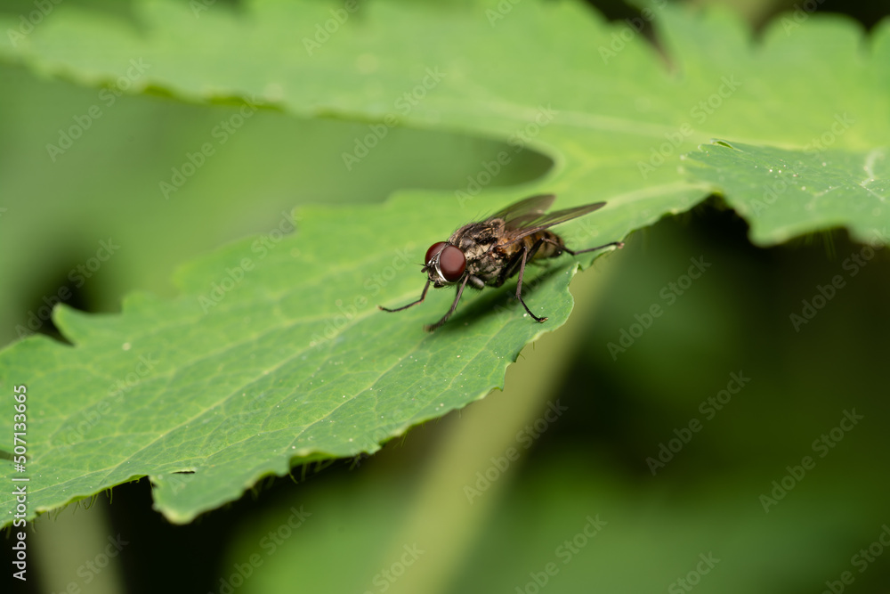 beautiful insect in spring on leaf in the grass beautiful insect in spring on leaf in the grass