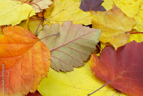 Autumn background. Bright yellow, red, orange, maroon leaves close-up. Maple and hawthorn leaves. Space for text.