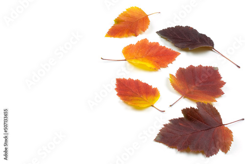 Autumn yellow  orange and maroon leaves on a white isolated background. Space for text. Copy paste.