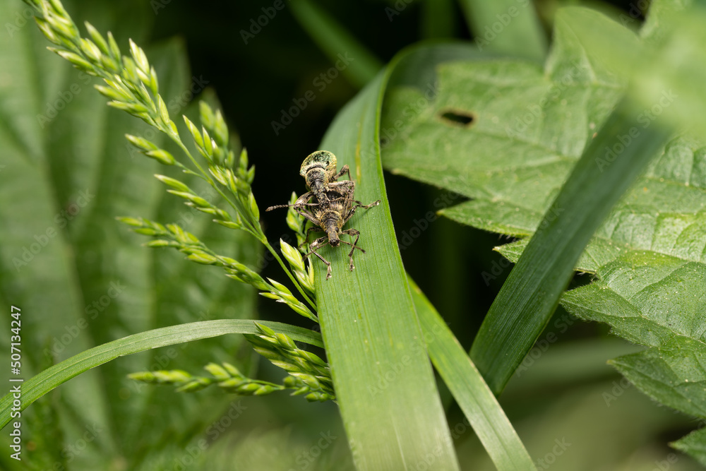 beautiful insect in spring on leaf in the grass beautiful insect in spring on leaf in the grass