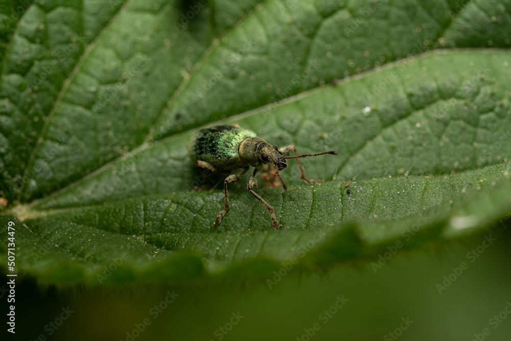 beautiful insect in spring on leaf in the grass beautiful insect in spring on leaf in the grass