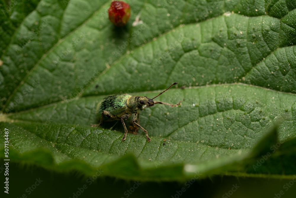 beautiful insect in spring on leaf in the grass beautiful insect in spring on leaf in the grass