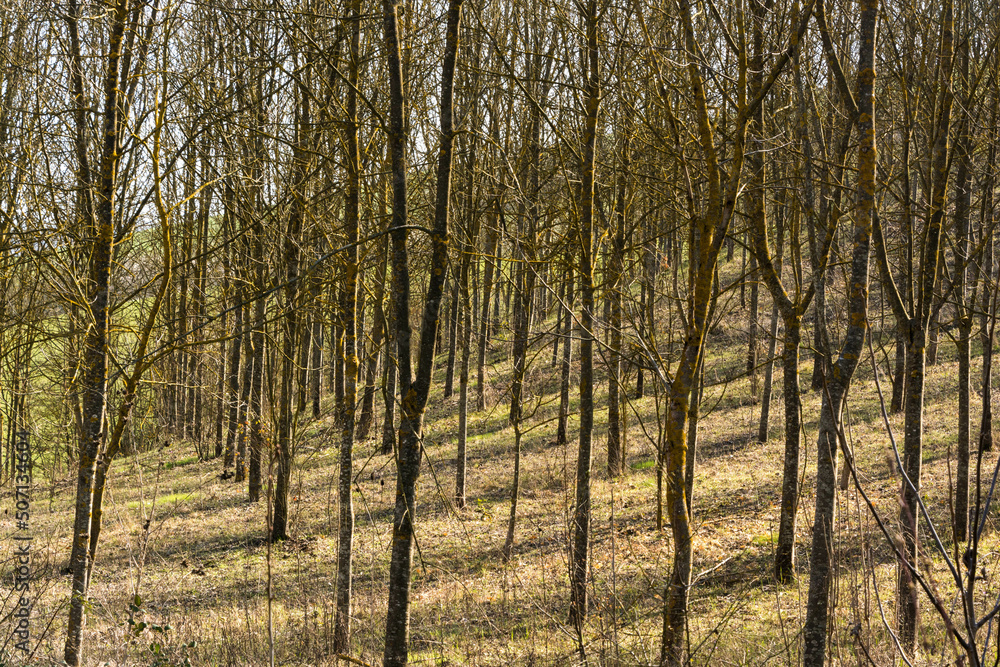 Naklejka premium alberi