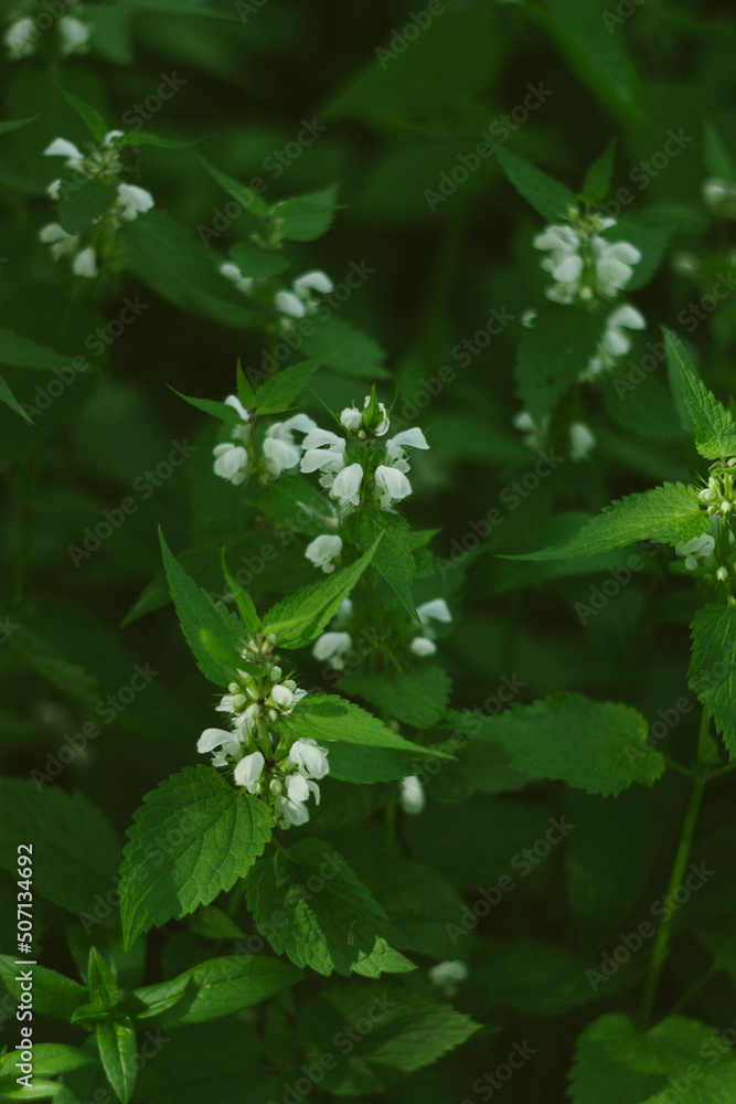 flowers in the forest flowers in the forest
