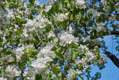 Apple flowers on a blue sky background. Apple tree blossoms in the garden.