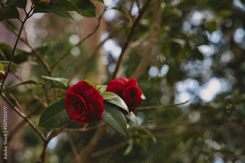 Fototapeta premium Red camellia flower in full bloom