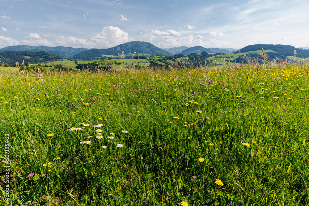 Almwiese im Ybbstal,Mostviertel, Niederösterreich Almwiese im Ybbstal,Mostviertel, Niederösterreich