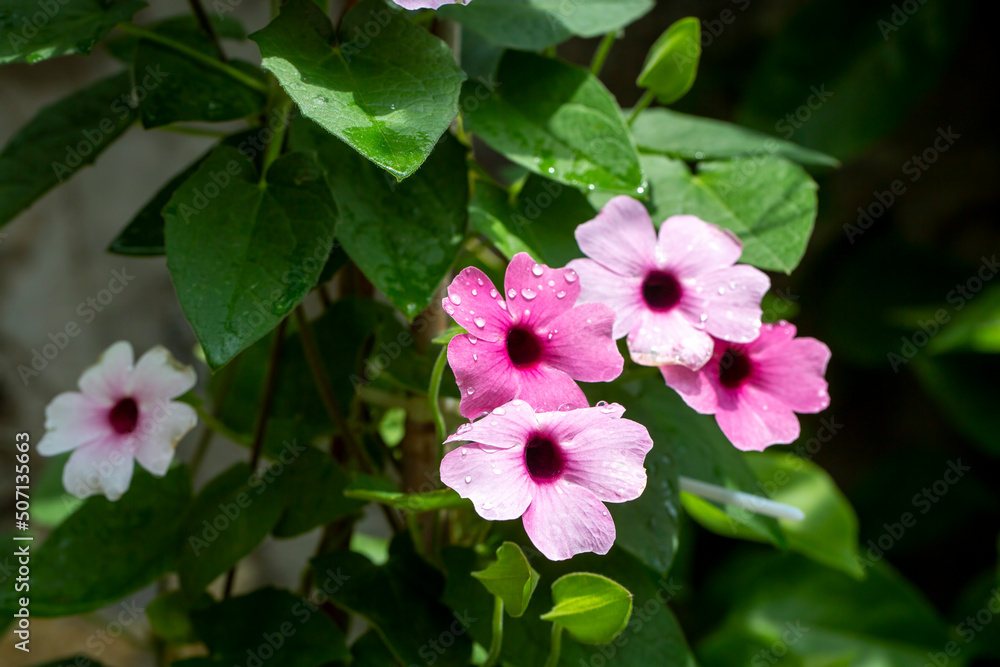 Blooming thunbergia alata in the garden