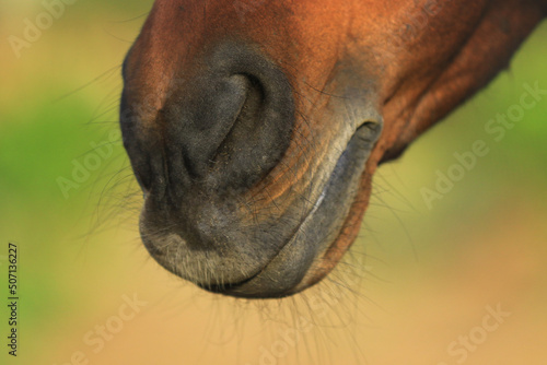 Close-up Nüstern von braunem Pferd