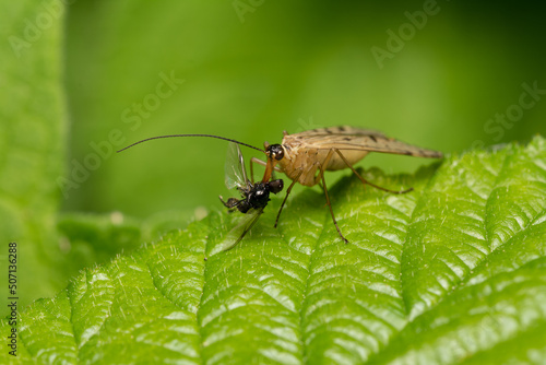beautiful insect in spring on leaf in the grass © klickit24