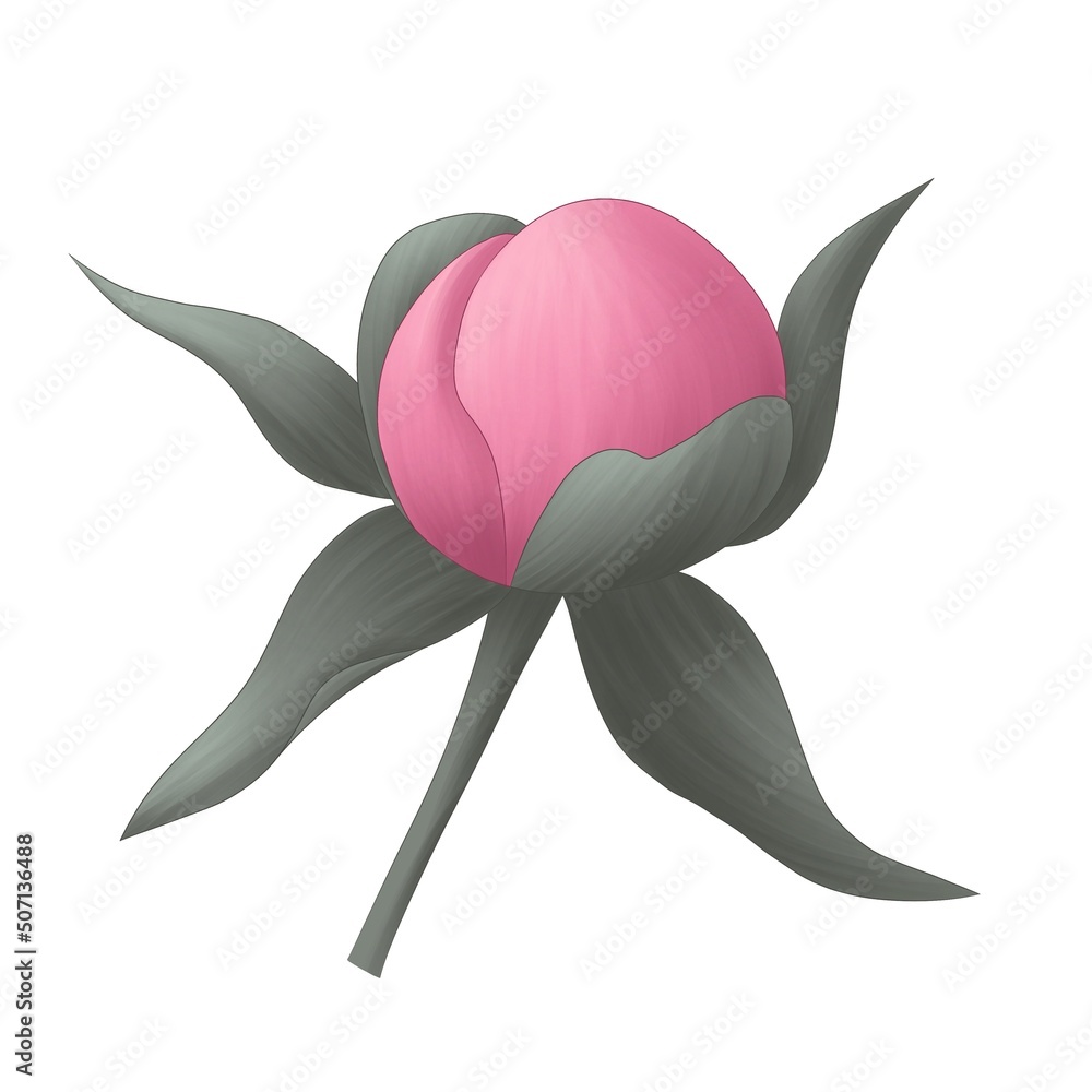 blooming pink peony flower isolated on white background blooming pink peony flower isolated on white background
