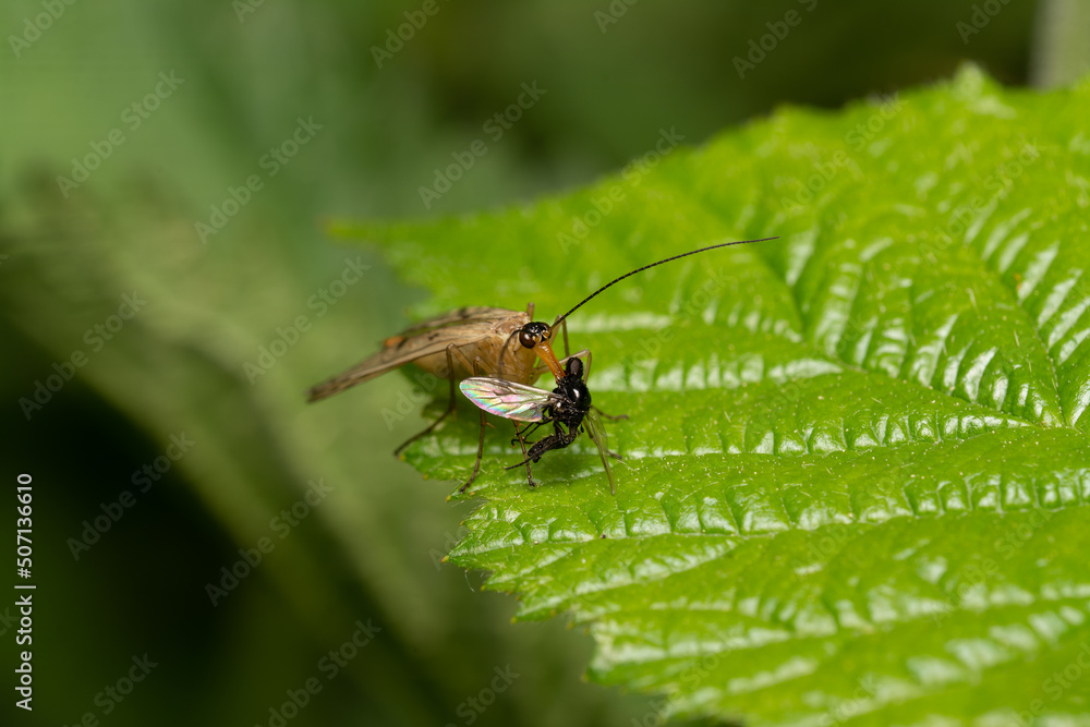 beautiful insect in spring on leaf in the grass beautiful insect in spring on leaf in the grass