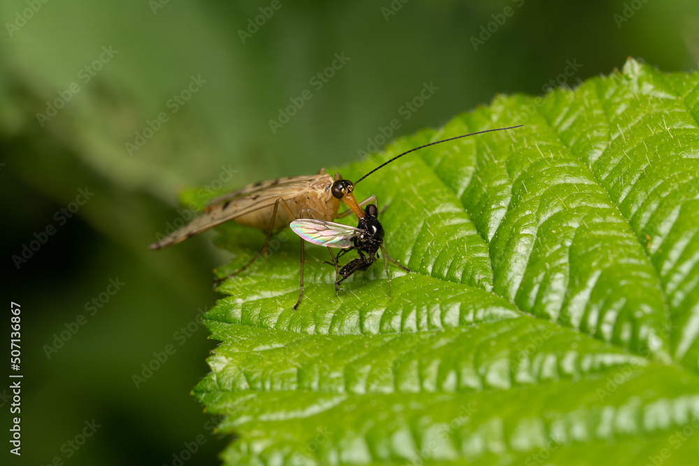 beautiful insect in spring on leaf in the grass beautiful insect in spring on leaf in the grass
