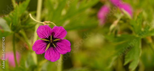 Close-up of geranium psilostemon  Meise  Belgium