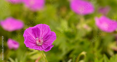 Close-up of geranium sanguineum, Meise, Belgium photo