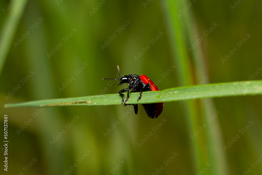 beautiful insect in spring on leaf in the grass beautiful insect in spring on leaf in the grass