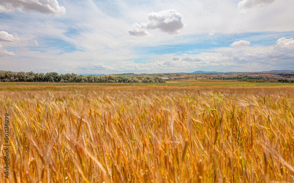 Beautiful summer landscape with wheat field 
