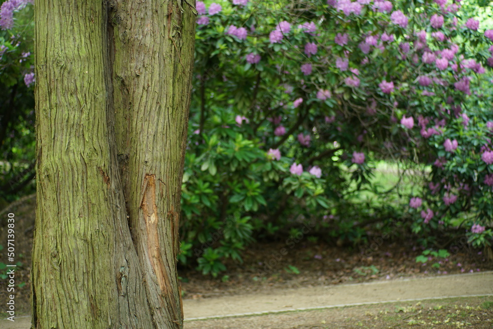 Blühender Rhododendron in einem Park oder Garten mit Bäumen Blühender Rhododendron in einem Park oder Garten mit Bäumen