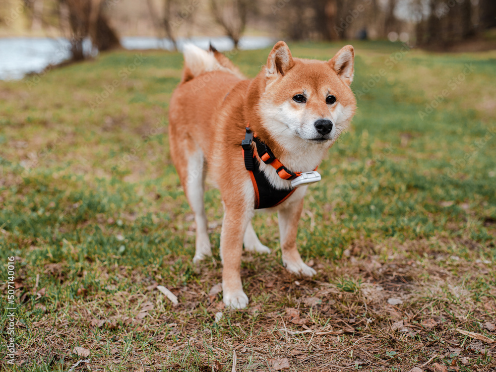 Cute young Japanese breed happy funny shiba inu dog portrait outdoors in the park walking.