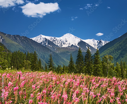 Blooming field and snowy mountains © Dmitry Pichugin