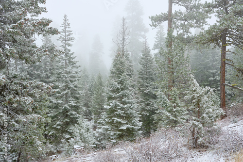 Foggy mountain forest covered by snow in eastern Oregon. photo