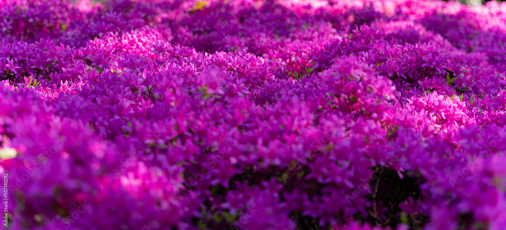 Obraz premium purple flower field