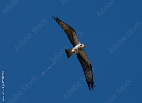  Pandion haliaetus  osprey