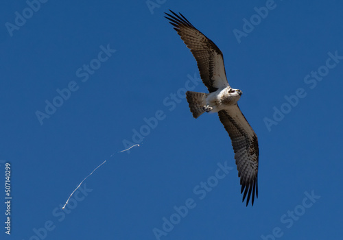  Pandion haliaetus  osprey.