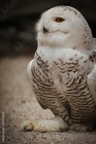 Schnee- Eule mit Beute, Bubo scandiacus, Bubo scandiaca, Nyctea scandiaca, Schneeeule photo