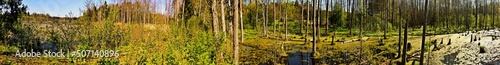 Panorama.Spring landscape of the swamp in the forest.View of the green forest lake.Trees growing in green water in swamp in the Knyszyn forest.