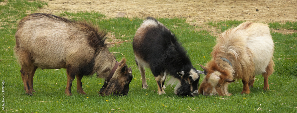 Domestic pet goats graze in the field on a small hobby farm Domestic pet goats graze in the field on a small hobby farm